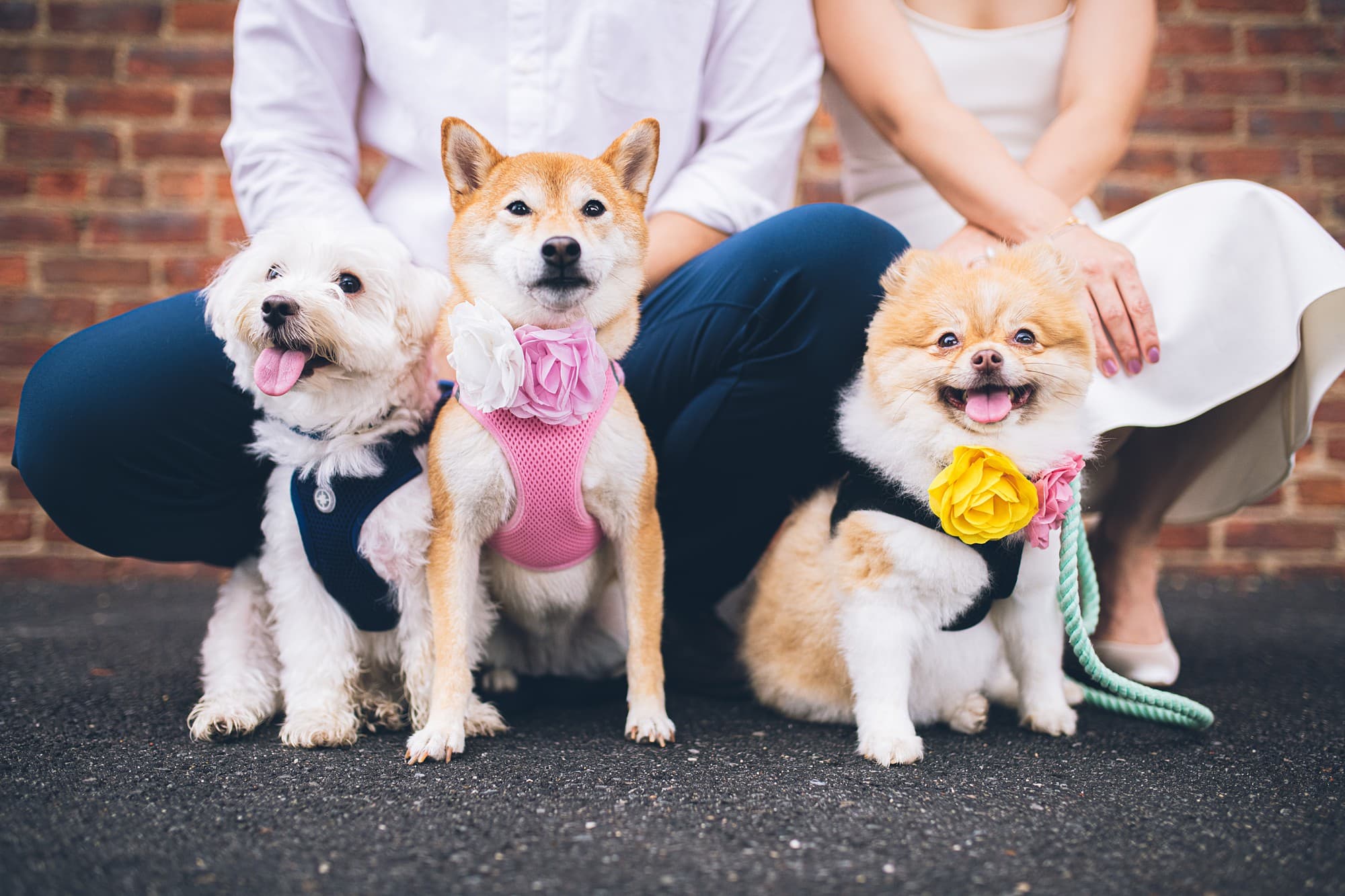 Including your dogs in your elopement, Jackie Reinking Officiant